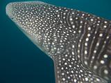 Djibouti - Whale Shark - 12